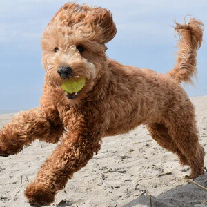 Our Future Golden Doodle